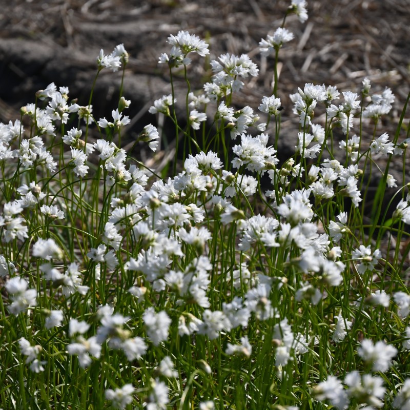 Allium zebdanense Allium zebdanense