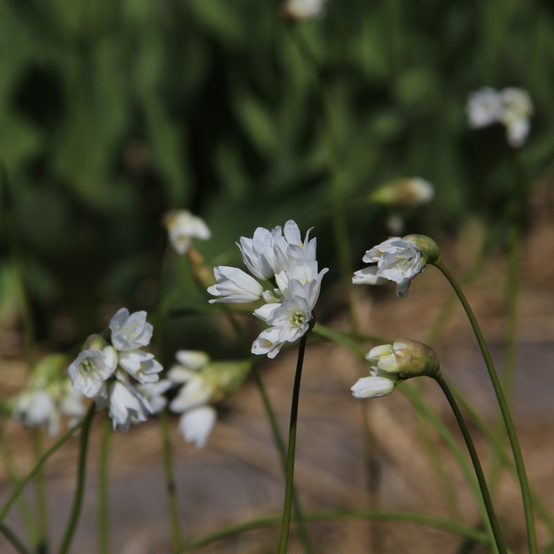 Allium zebdanense Allium zebdanense