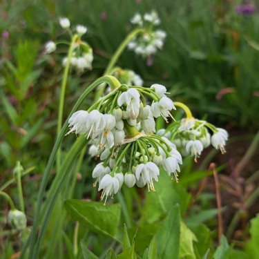 Allium cernuum 'White Dwarf'