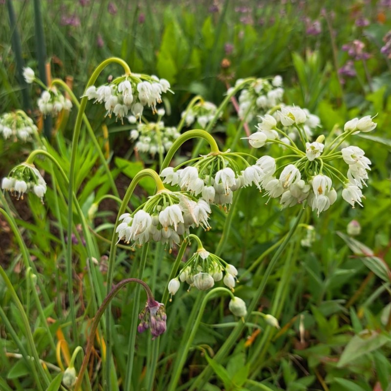 Allium cernuum 'White Dwarf' Allium cernuum 'White Dwarf'
