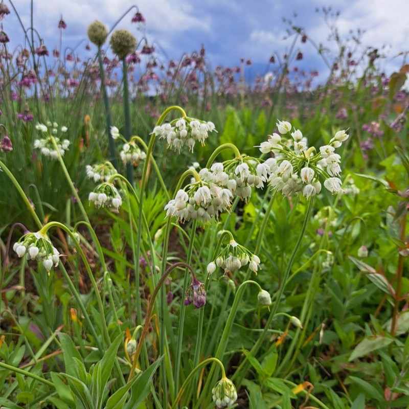 Allium cernuum 'White Dwarf' Allium cernuum 'White Dwarf'