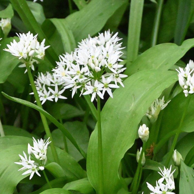 Allium ursinum subsp. ursinum Allium ursinum subsp. ursinum