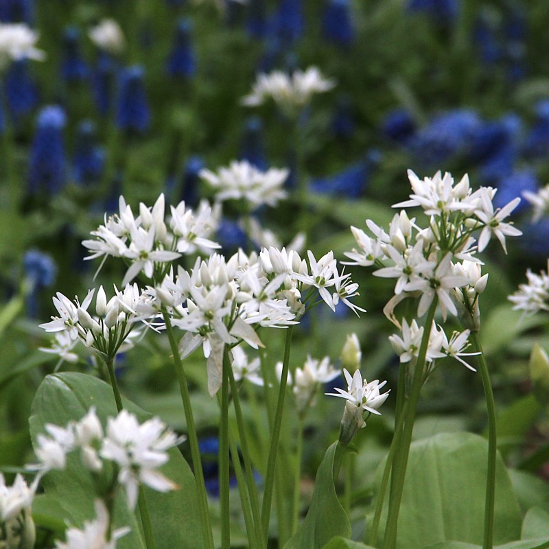 Allium ursinum subsp. ursinum Allium ursinum subsp. ursinum
