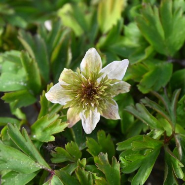 Anemone nemorosa 'Green Crown'