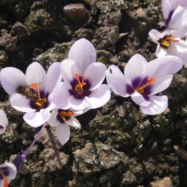 Crocus mathewii 'Hanka'