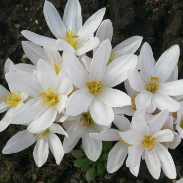 Colchicum szovitsii 'Album'