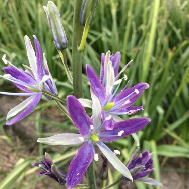 Camassia 'Twilight Candle'