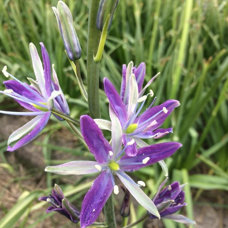 Camassia 'Twilight Candle'
