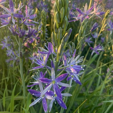 Camassia 'Twilight Candle'