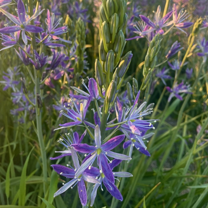 Camassia 'Twilight Candle'