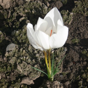 Crocus hadriaticus 'Jumbo'