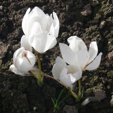 Crocus hadriaticus 'Jumbo'