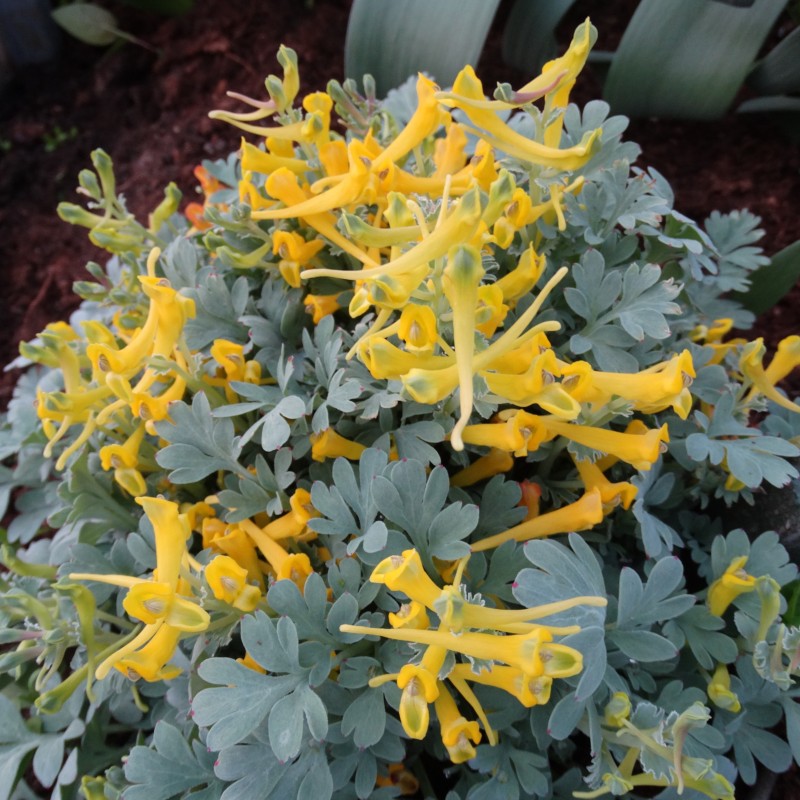Corydalis macrocentra Corydalis macrocentra