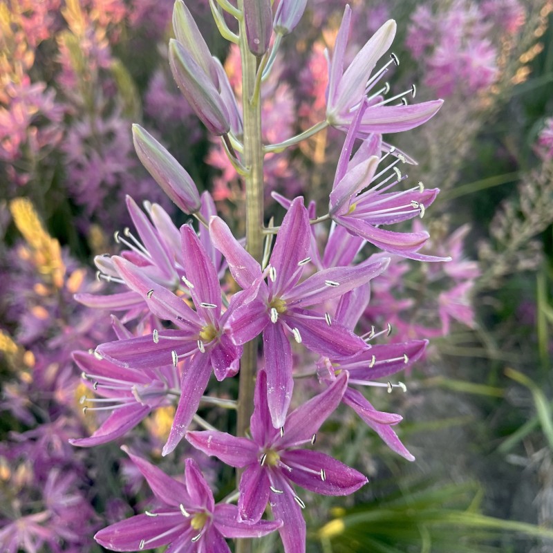 Camassia 'Candy Candle'