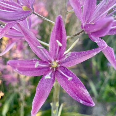 Camassia 'Candy Candle'