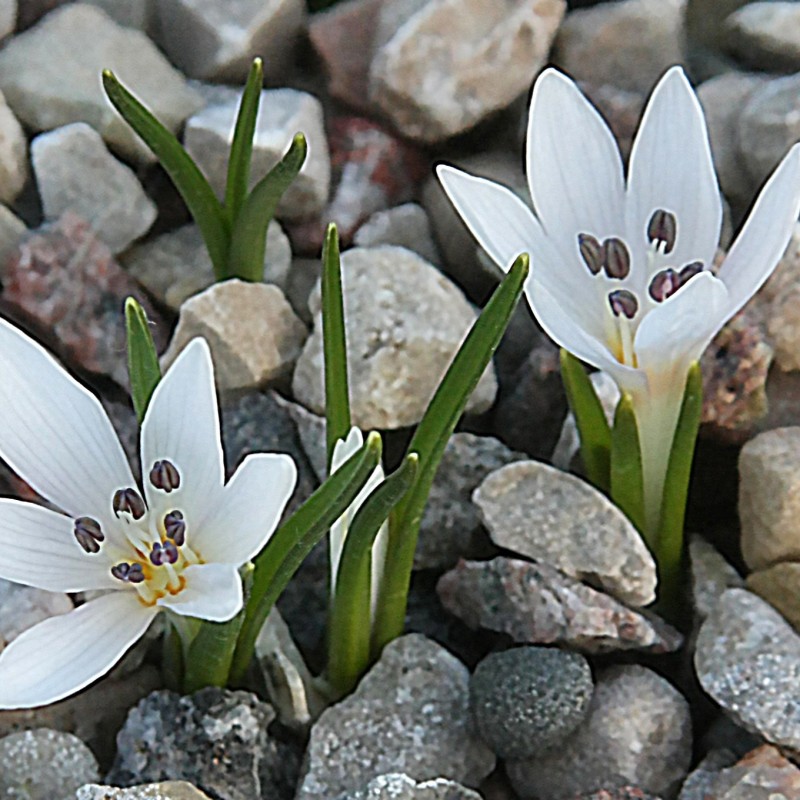 Colchicum asteranthum