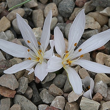 Colchicum asteranthum