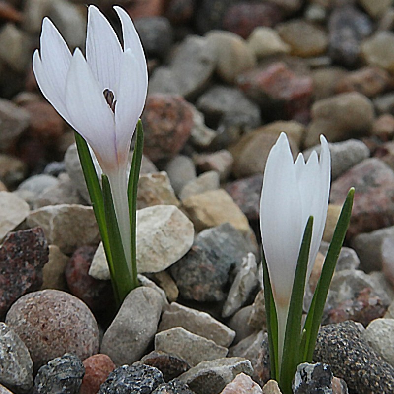 Colchicum asteranthum