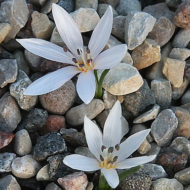 Colchicum asteranthum