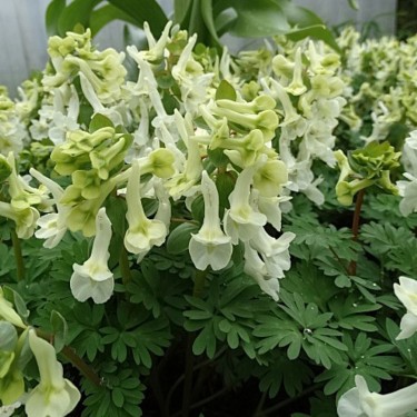 Corydalis vittae