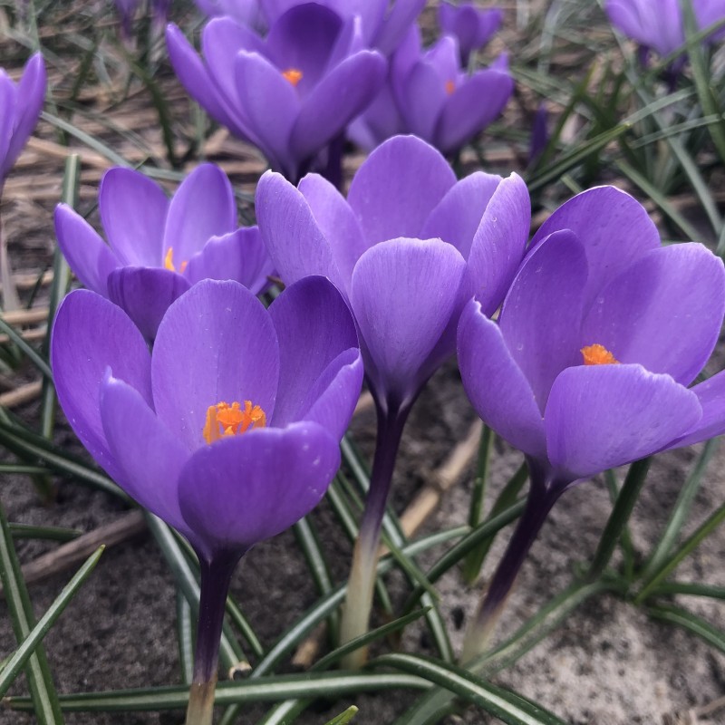 Crocus 'Charente' ® Crocus 'Charente' ®