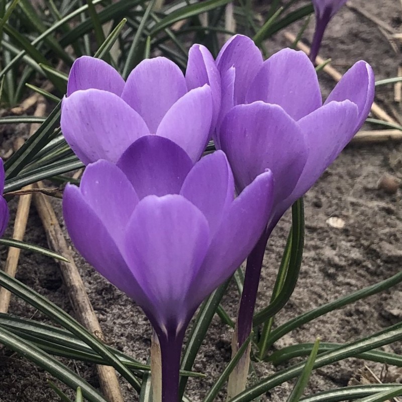 Crocus 'Charente' ® Crocus 'Charente' ®