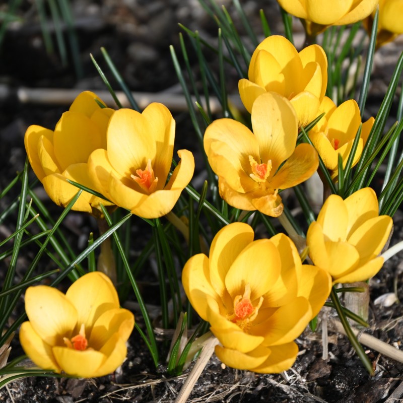 Crocus chrysanthus 'Goldilocks' Crocus chrysanthus 'Goldilocks'