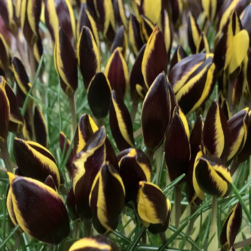 Crocus chrysanthus 'Queen Bee' Crocus chrysanthus 'Queen Bee'