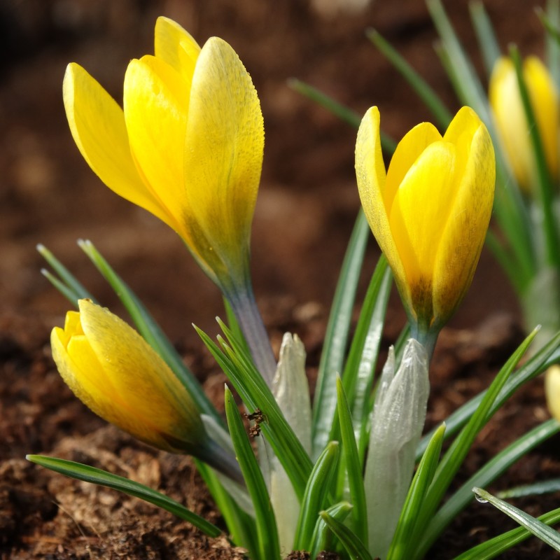Crocus korolkowii 'Green Spirit'