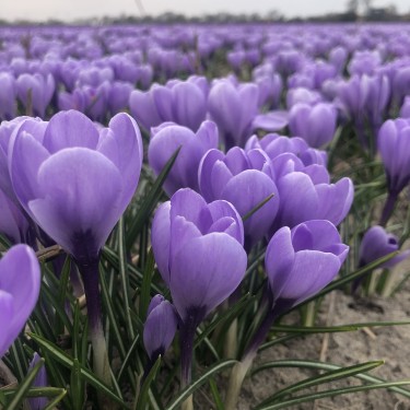 Crocus 'Rio Grande' ®