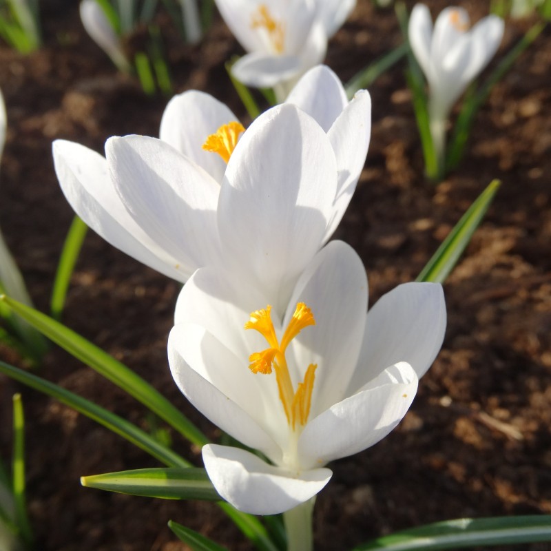 Crocus tommasinianus 'Grimshaw White'