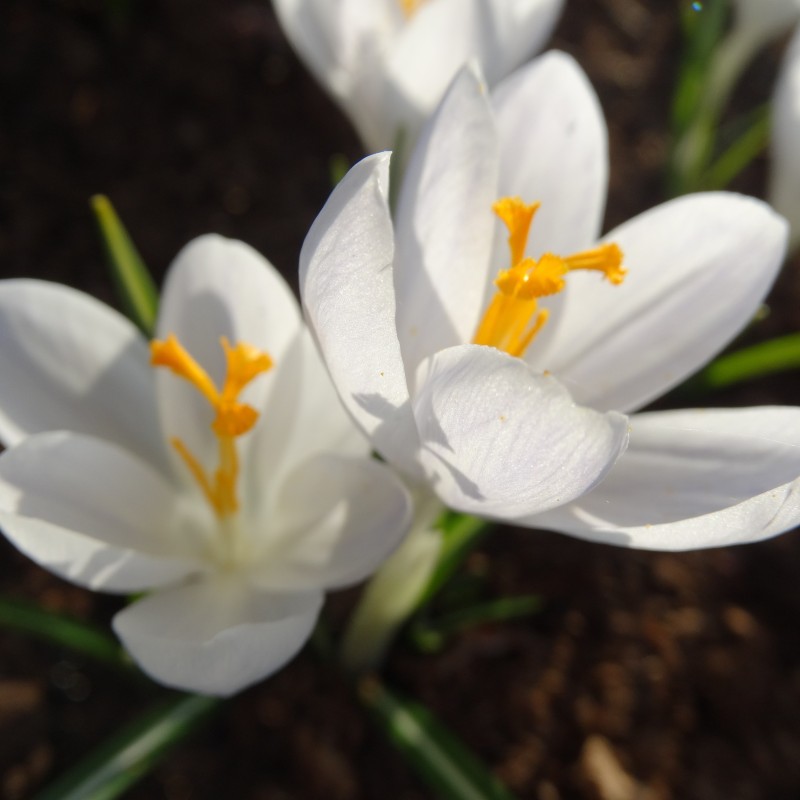 Crocus tommasinianus 'Grimshaw White'