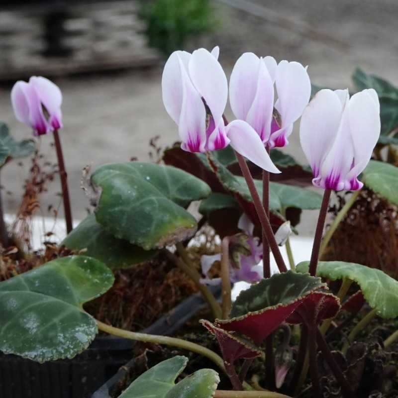 Cyclamen graecum subsp. candicum Cyclamen graecum subsp. candicum