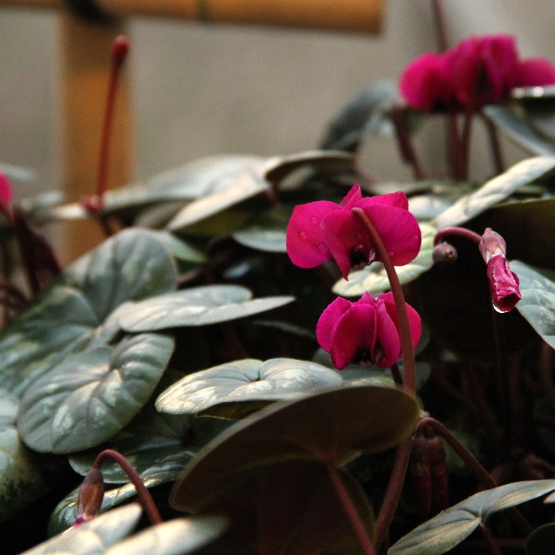 Cyclamen coum 'Meaden's Crimson' -marbled leaf- Cyclamen coum 'Meaden's Crimson' -marbled leaf-