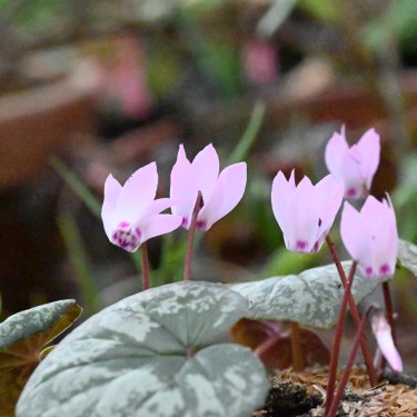 Cyclamen x wellensiekii