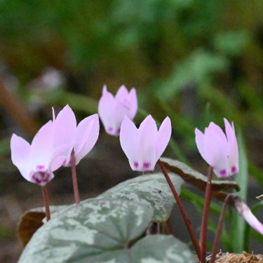 Cyclamen x wellensiekii Cyclamen x wellensiekii