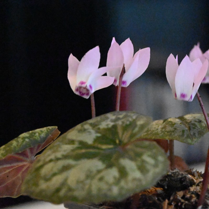 Cyclamen x wellensiekii Cyclamen x wellensiekii
