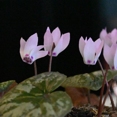 Cyclamen x wellensiekii Cyclamen x wellensiekii