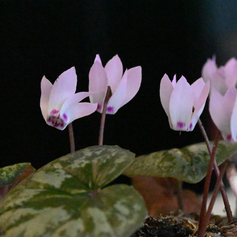 Cyclamen x wellensiekii Cyclamen x wellensiekii