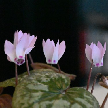 Cyclamen x wellensiekii Cyclamen x wellensiekii
