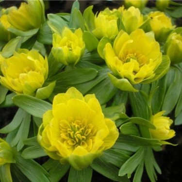 Eranthis hyemalis 'Plena'