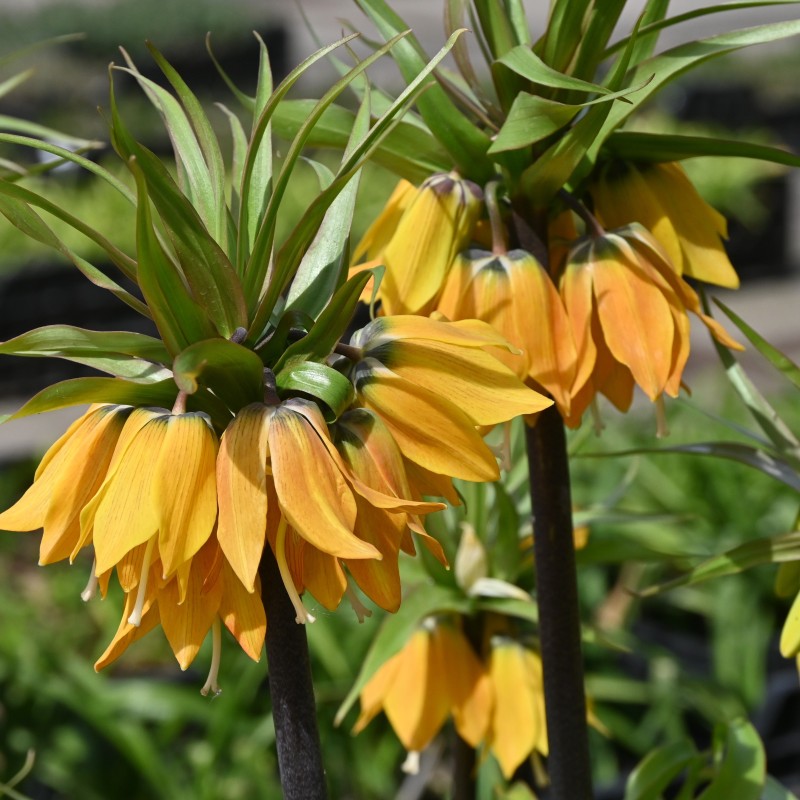 Fritillaria 'Dynamic Beauty' Fritillaria 'Dynamic Beauty'