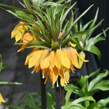 Fritillaria 'Dynamic Beauty' Fritillaria 'Dynamic Beauty'