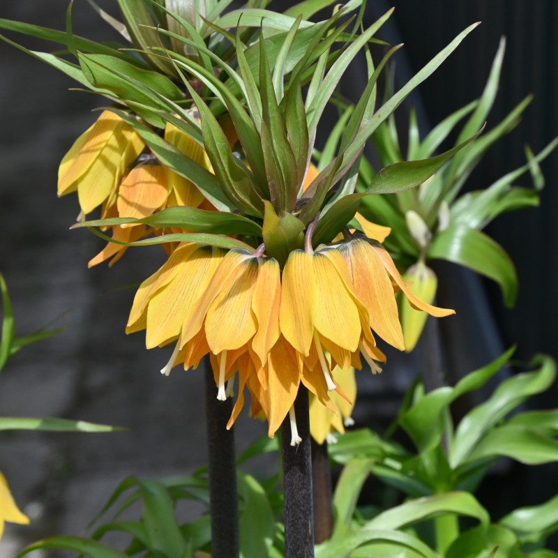 Fritillaria 'Dynamic Beauty' Fritillaria 'Dynamic Beauty'