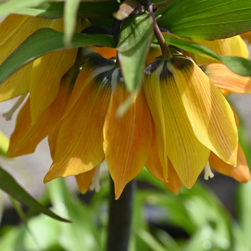 Fritillaria 'Dynamic Beauty' Fritillaria 'Dynamic Beauty'