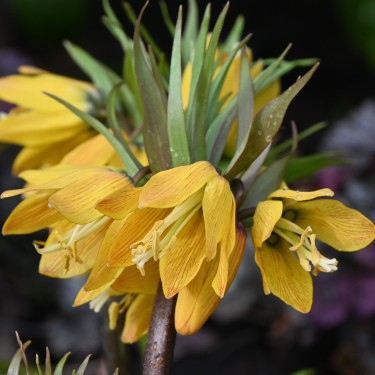 Fritillaria 'Golden Beauty'