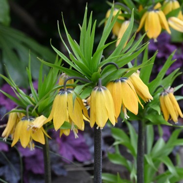 Fritillaria 'Golden Beauty'