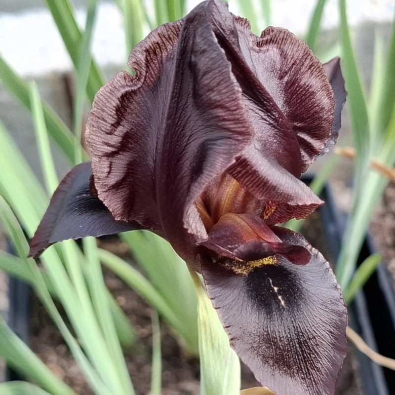 Iris atropurpurea Iris atropurpurea