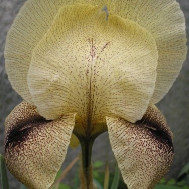 Iris x 'Dotted Sansuit'