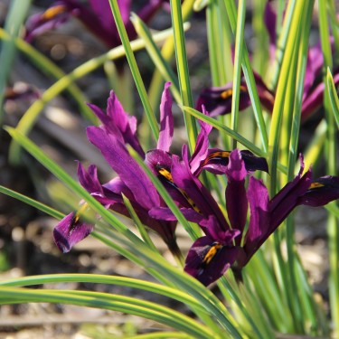 Iris reticulata 'Interstellar'